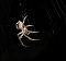Spinne am Abend