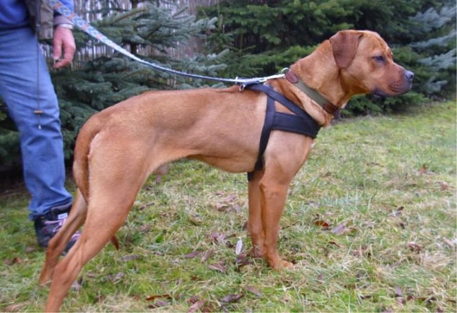 Ozzy (Foto: C. Knust) Ozzy (Foto: C. Knust)