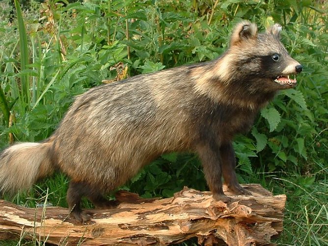 Marderhund (Foto: privat)