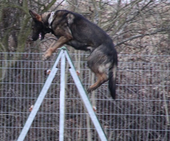 Pr&uuml;fungen abgelegt (Foto: A. Krause)