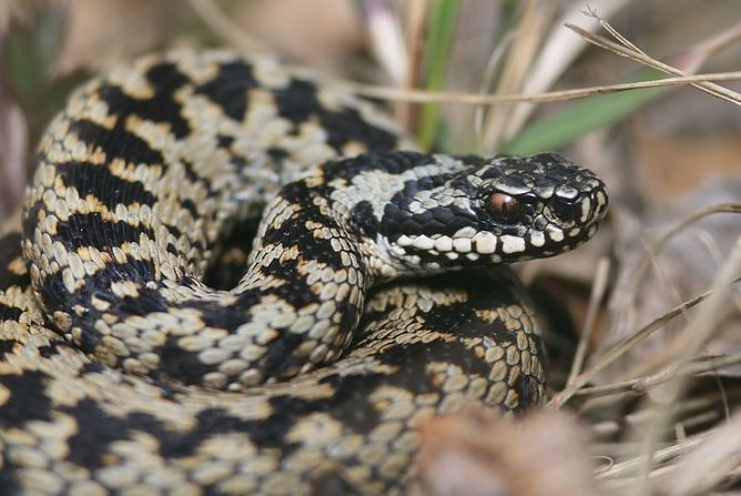 Kreuzotter (Foto: Hendrik Birk) Kreuzotter (Foto: Hendrik Birk)