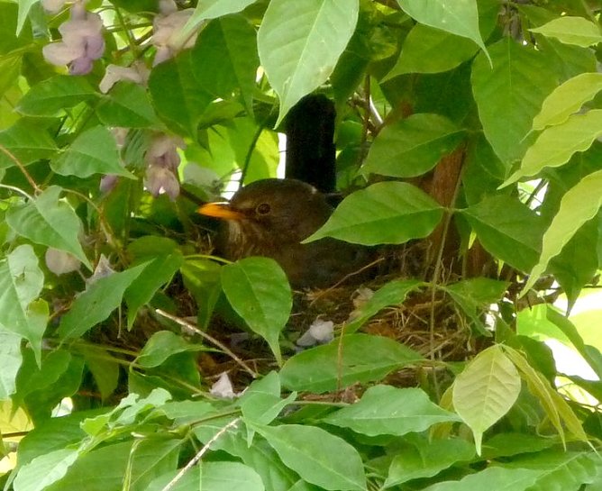Amsel beim Brüten (Foto: nnz) Amsel beim Brüten (Foto: nnz)