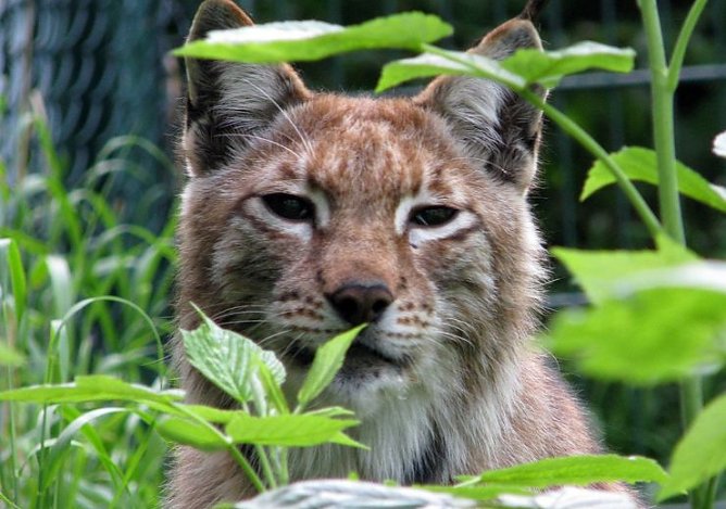 Luchs (Foto: privat)
