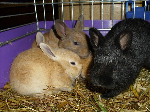 25 Stück (Foto: privat) 25 Stück (Foto: privat)