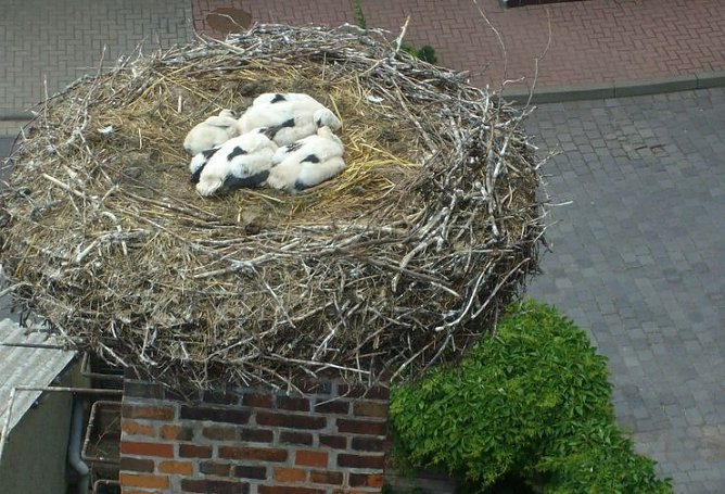 Beringt (Foto: privat) Beringt (Foto: privat)