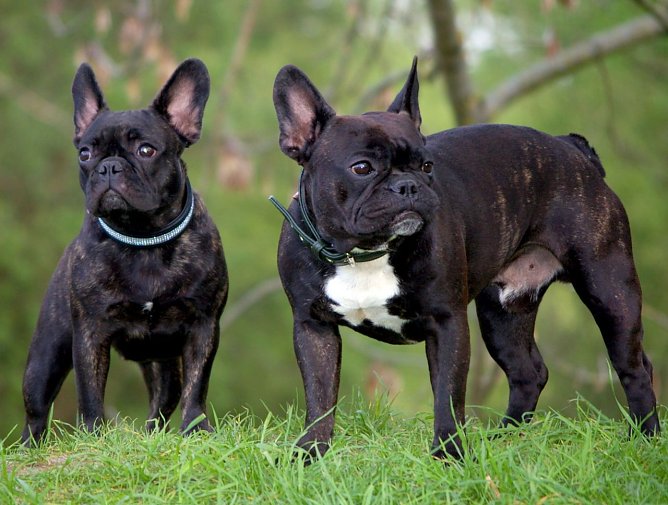 Zweimal Adel (Foto: privat)