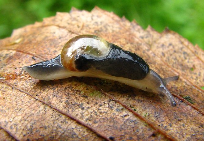 Schnecken entdecken (Foto: W. Wimmer) Schnecken entdecken (Foto: W. Wimmer)