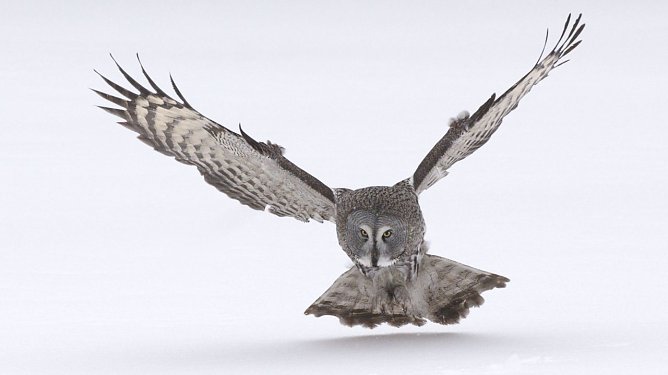 Beeindruckende Bilder (Foto: Greepeace) Beeindruckende Bilder (Foto: Greepeace)