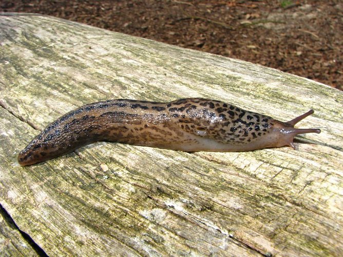 Schnecken entdecken (Foto: W. Wimmer) Schnecken entdecken (Foto: W. Wimmer)