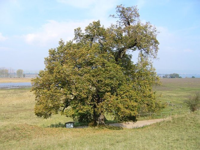 Taternlinde (Foto: Karnstedt)