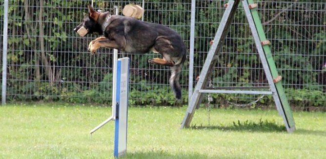 Meisterschaft (Foto: A. Krause)