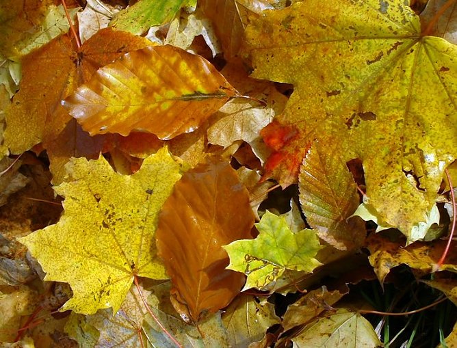 Laub im Herbst (Foto: Wimmer) Laub im Herbst (Foto: Wimmer)