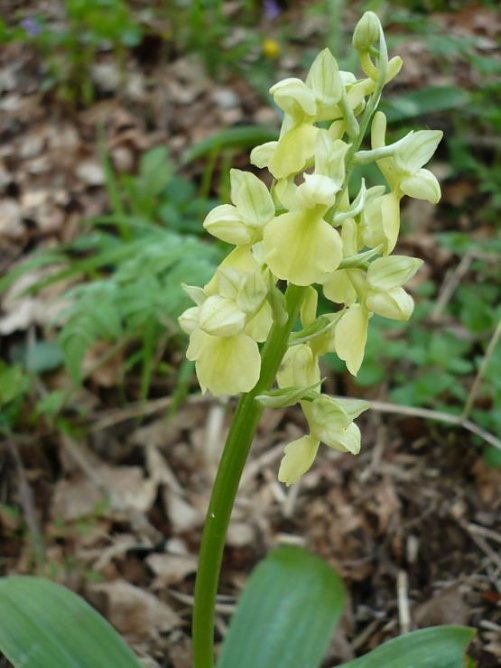Knabenkraut (Foto: Hankel)