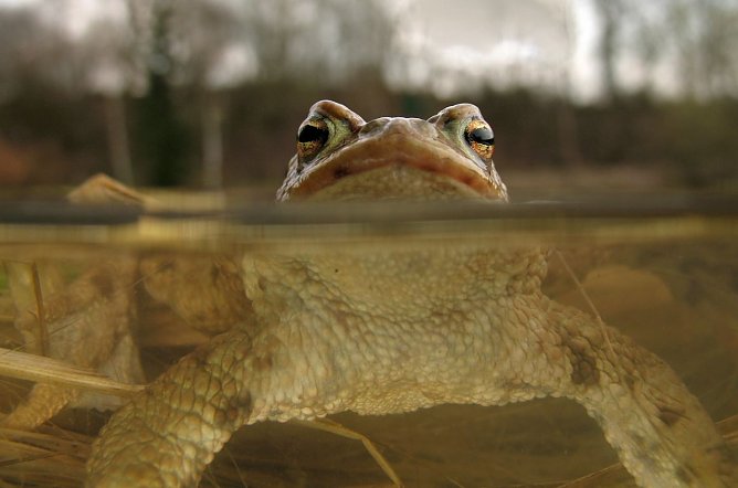 Erdkr&ouml;te (Foto: M. K&ouml;nig)