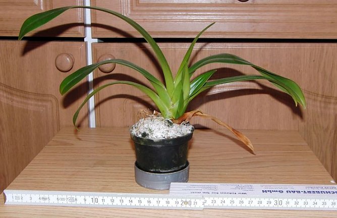 Amerikanischer Frauenschuh (Foto: B. Schwarzberg)