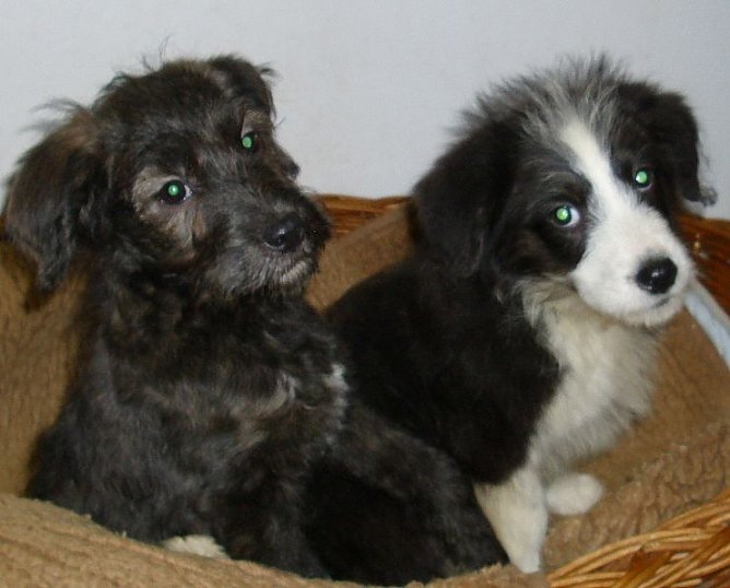 Warten auf ein neues Zuhause (Foto: C. Knust)