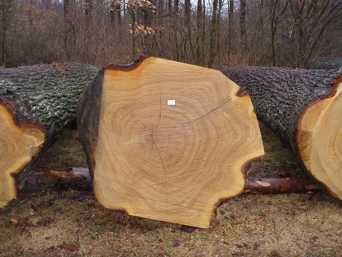 Die teuerste Eiche (Foto: Forstamt)