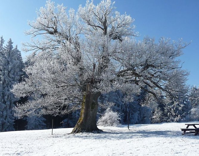 Winter im Harz (Foto: I. Theel) Winter im Harz (Foto: I. Theel)
