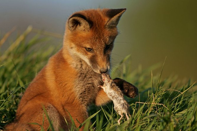 Siegerfoto 2011 (Foto: nnz)