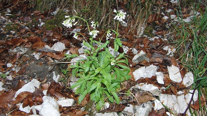 Fotos gesucht (Foto: B. Schwarzberg)