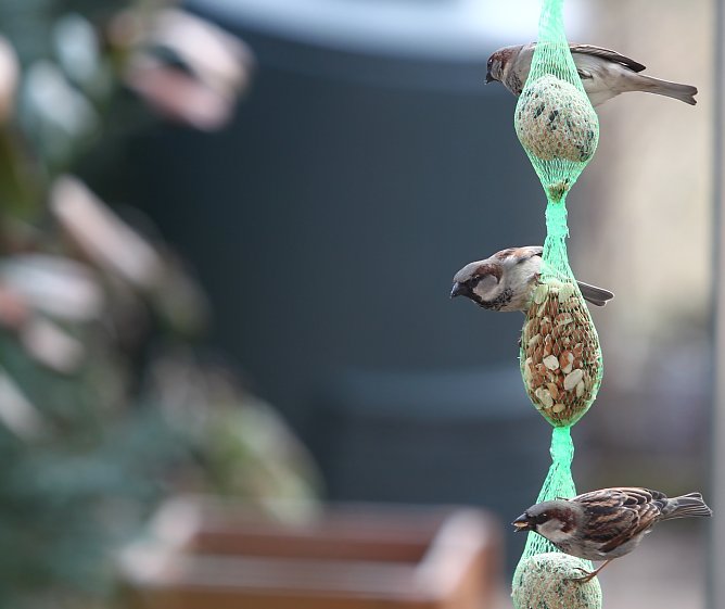 Futterspiele (Foto: nnz) Futterspiele (Foto: nnz)