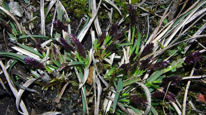 Die Pflanze von nebenan (Foto: B. Schwarzberg)