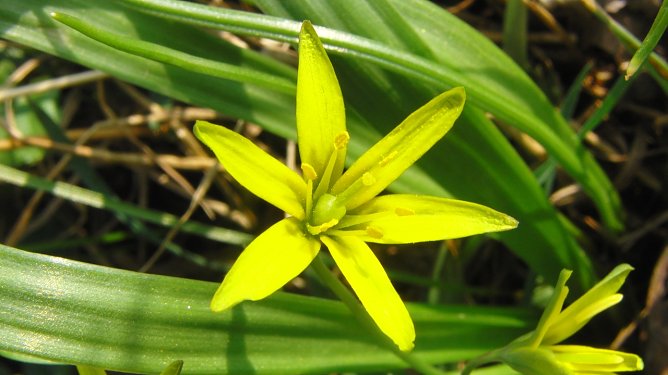 Die Pflanze von nebenan (Foto: B. Schwarzberg)