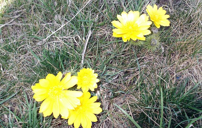 Entdeckt: Adonisröschen bei Auleben (Foto: privat) Entdeckt: Adonisröschen bei Auleben (Foto: privat)