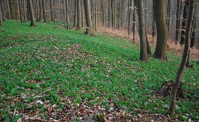 B&auml;rlauch-Wanderung (Foto: privat)