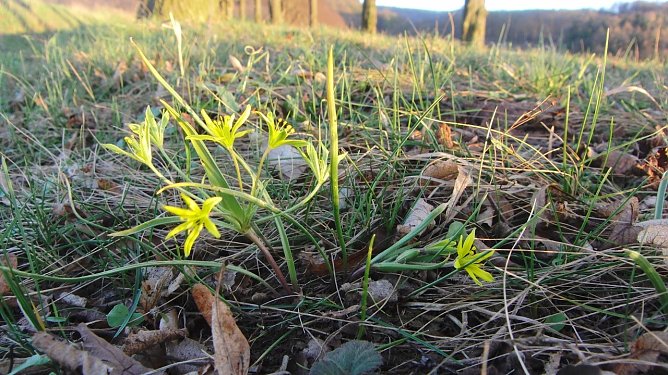 Acker-Goldstern (Foto: B. Schwarzberg)