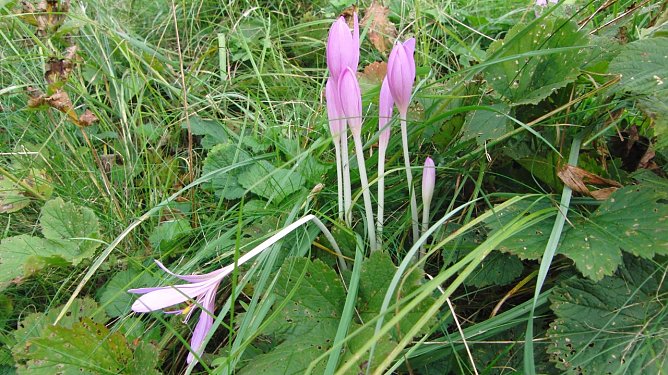 Bitte nicht verwechseln (Foto: B. Schwarzberg)