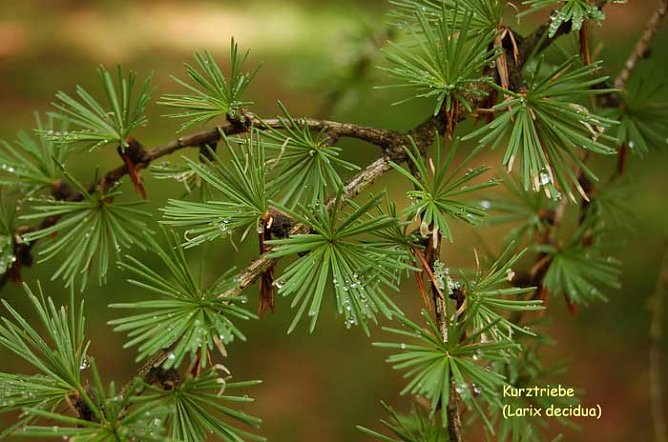 Sch&ouml;nste L&auml;rche suchen! (Foto: Forstamt Oldisleben)