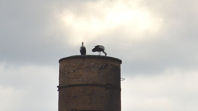 Neugierige Tiere (Foto: privat)
