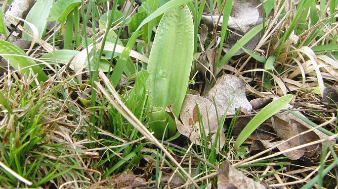 Klimawandel macht Orchideen zu schaffen (Foto: B. Schwarzberg)