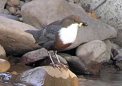 Wasseramsel (Foto: privat)