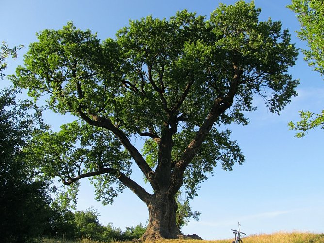 Dominant: Flehmüllers Eiche (Foto: J. Piper) Dominant: Flehmüllers Eiche (Foto: J. Piper)