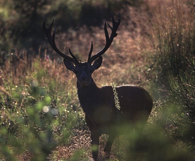Rothirsch im Abendlicht (Foto: Nationalpark Harz) Rothirsch im Abendlicht (Foto: Nationalpark Harz)