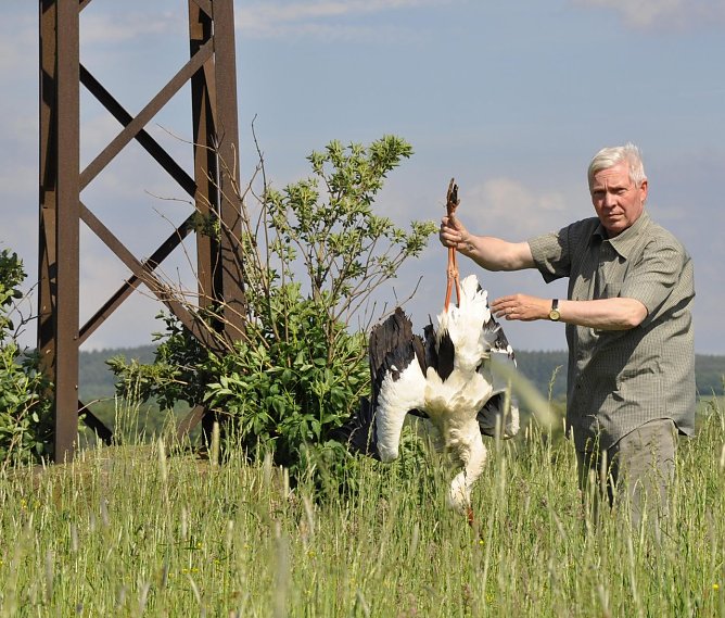 Todesfalle Stromnetz (Foto: B. Frey) Todesfalle Stromnetz (Foto: B. Frey)
