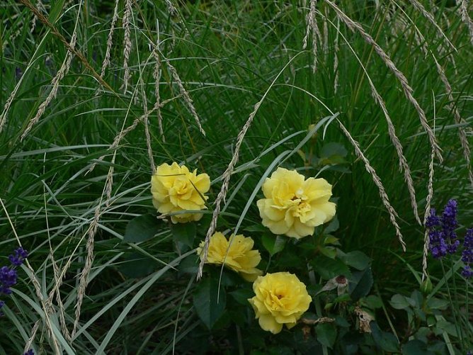 ellrich (Foto: ellrich)