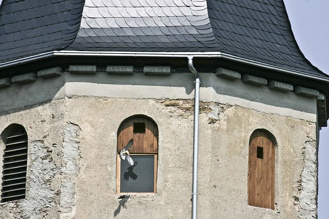 Turmfalke (Foto: Mario Scholz) Turmfalke (Foto: Mario Scholz)