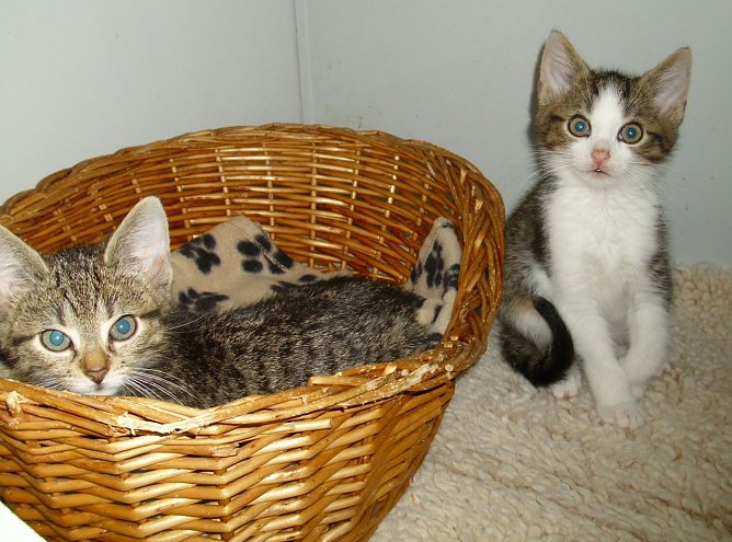 Rasselbande (Foto: C. Knust) Rasselbande (Foto: C. Knust)