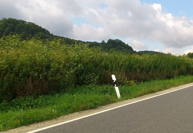 Hoch wie ein Baum... (Foto: H. Michel)