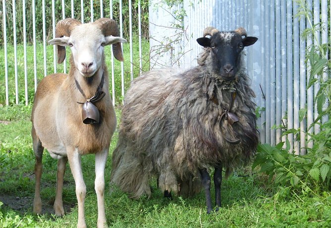 Wem geh&ouml;ren die beiden Schafe? (Foto: Tierheim)