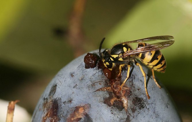 Keine Angst vor Wespen | NABU (Foto: NABU)