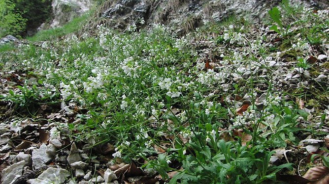 Alpenkresse | Bodo Schwarzberg (Foto: B. Schwarzberg)