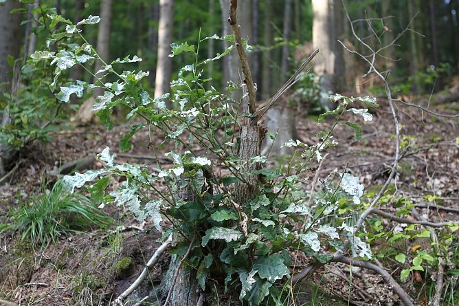 Zurückerobert (Foto: nnz) Zurückerobert (Foto: nnz)