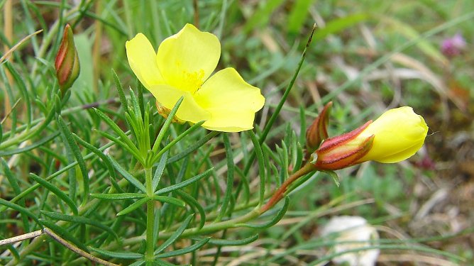 Gew&ouml;hnliches Nadelr&ouml;schen (Foto: B. Schwarzberg)