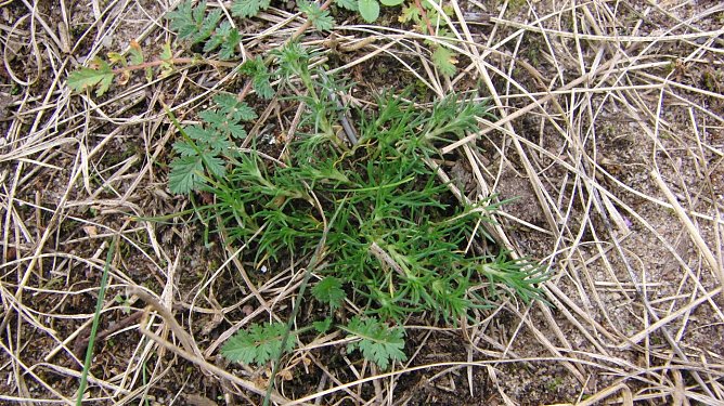 Gew&ouml;hnlichen Nadelr&ouml;schen (Foto: B. Schwarzberg)