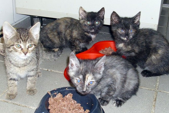 Krabbelgruppe (Foto: C. Knust) Krabbelgruppe (Foto: C. Knust)