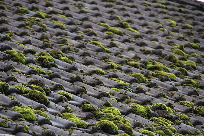 Moos schadet dem Dach (Foto: DBU) Moos schadet dem Dach (Foto: DBU)